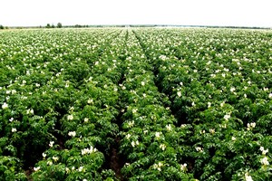 поле картофеля